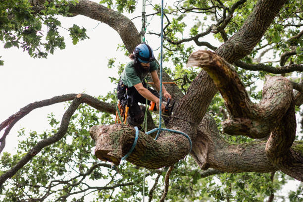 How Our Tree Care Process Works  in  Mckenzie, TN