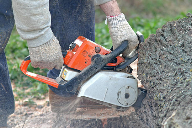 Best Stump Grinding and Removal  in Mckenzie, TN